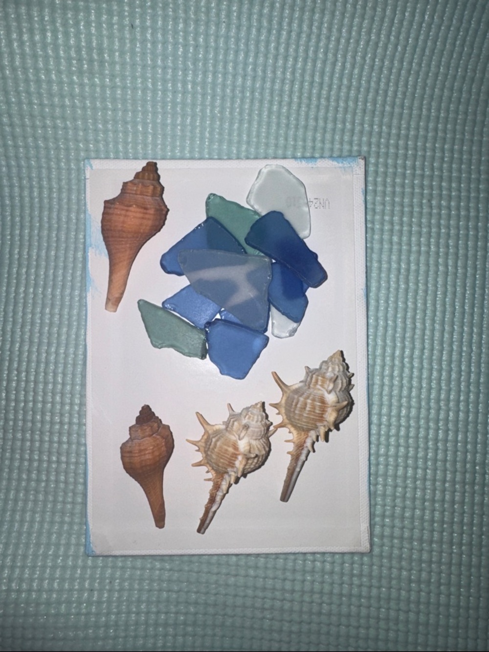 Beach Shells & Sea Glass